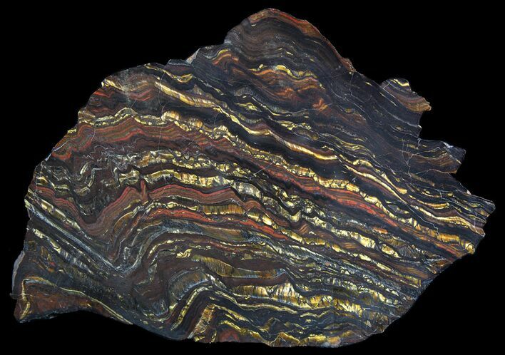 Polished Tiger Iron Stromatolite - ( Billion Years) #64014